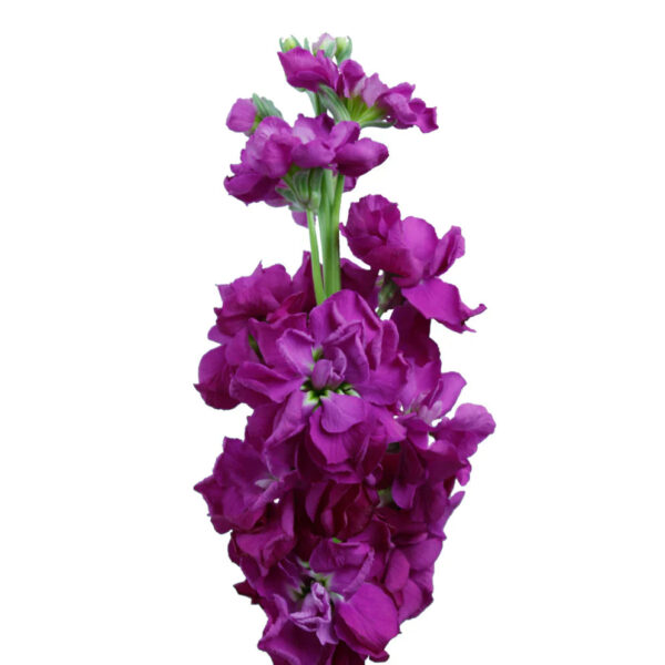 Hot Pink Stock Flowers - Image 2