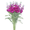 Hot Pink Stock Flowers