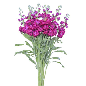 Hot Pink Stock Flowers