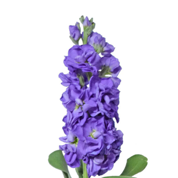 Lavender Stock Flowers - Image 2