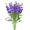 Lavender Stock Flowers