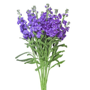 Lavender Stock Flowers