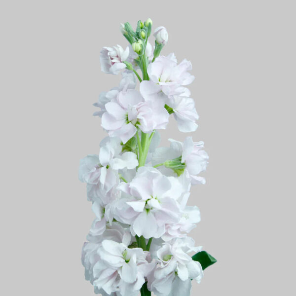 Light Pink Stock Flowers - Image 2