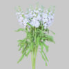 Light Pink Stock Flowers