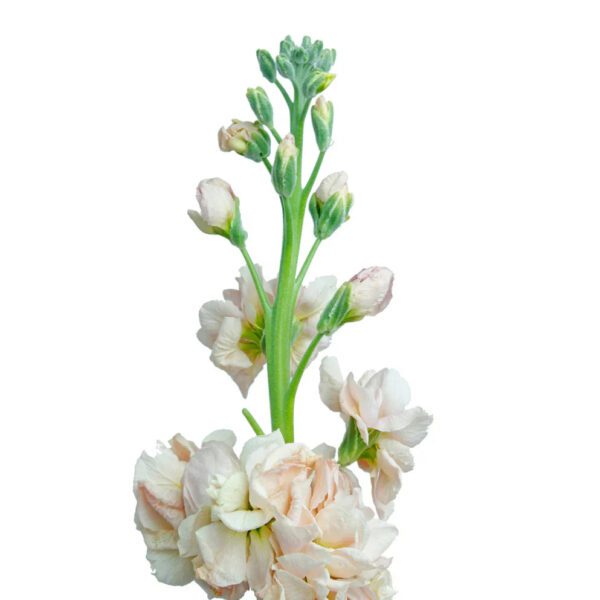 Peach Stock Flowers - Image 2