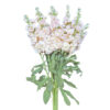 Peach Stock Flowers