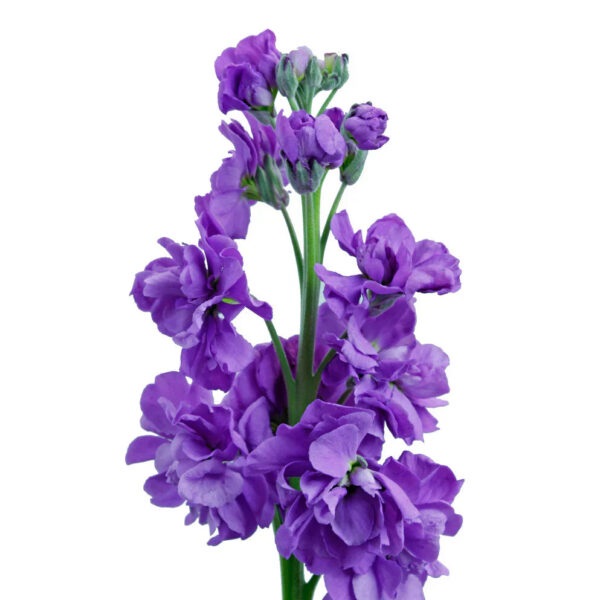 Purple Stock Flowers - Image 2