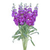 Purple Stock Flowers