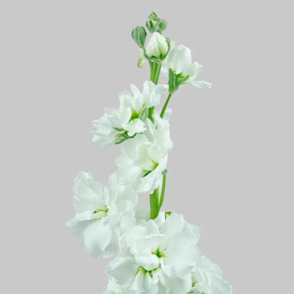 White Stock Flowers - Image 2