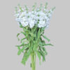White Stock Flowers