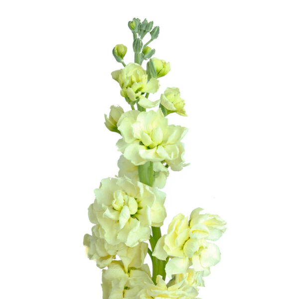 Yellow Stock Flowers - Image 2