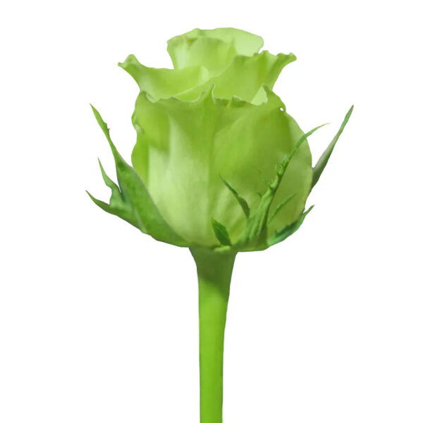 Super Green - Image 2