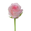 Pink Sweet Akito Roses