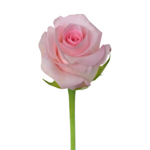 Pink Sweet Akito Roses