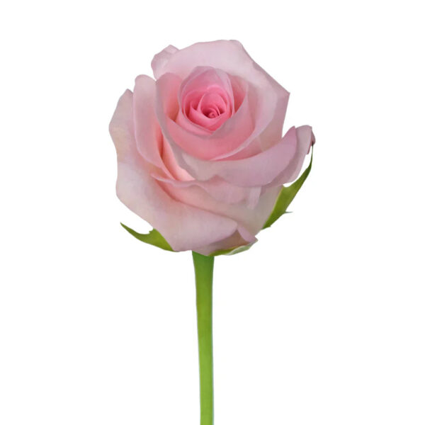 Pink Sweet Akito Roses