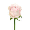 Pink Sweet Avalanche Roses