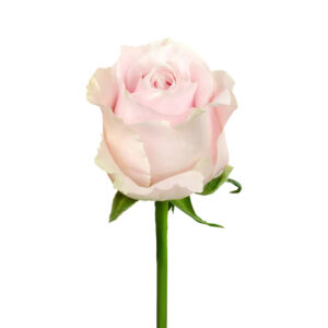Pink Sweet Avalanche Roses
