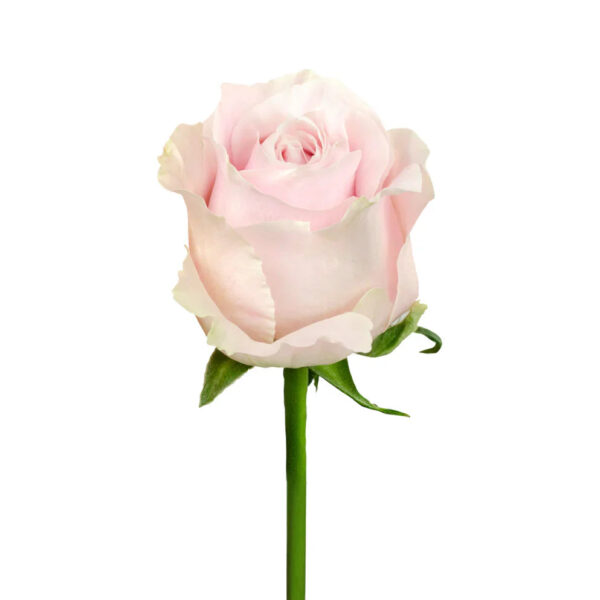 Pink Sweet Avalanche Roses