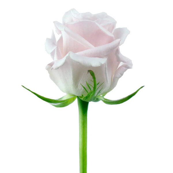 Sweet Escimo - Image 2