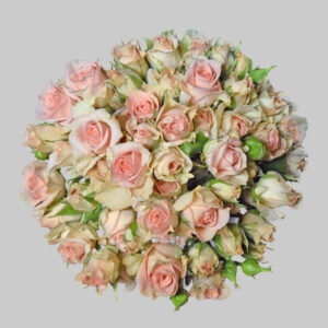 Pink Sweet Sahara Spray Roses