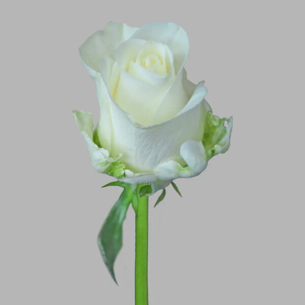 White Tibet Roses