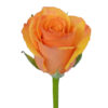 Orange Tycoon Roses