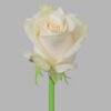 White Vendela Roses