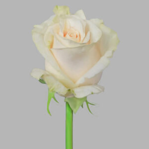 White Vendela Roses