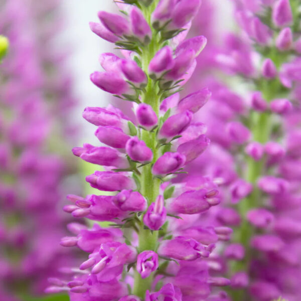 Pink Veronicas - Image 2
