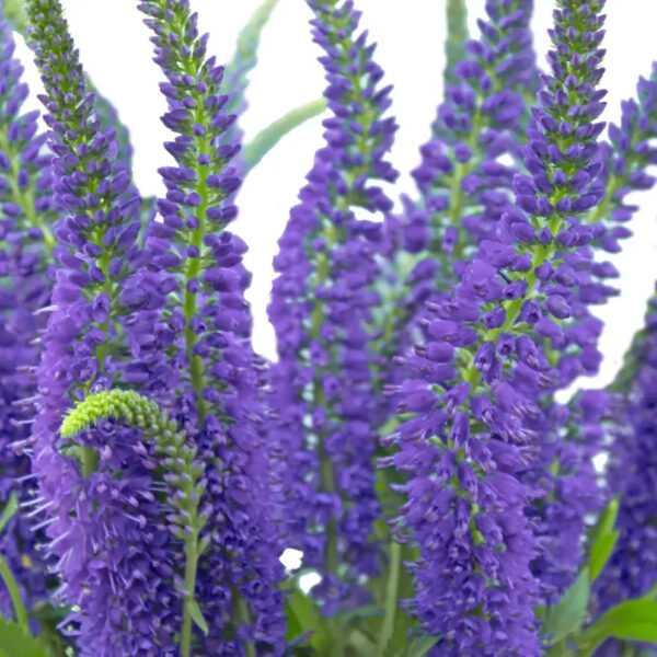 Blue Veronicas - Image 2