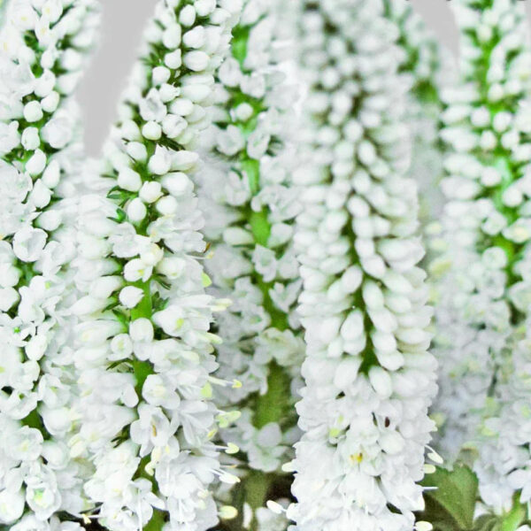 White Veronicas - Image 2