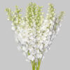 White Pacific Hybrid Delphinium