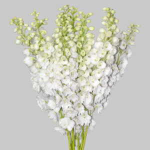 White Pacific Hybrid Delphinium