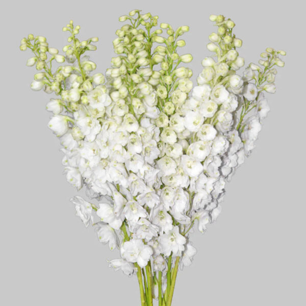 White Pacific Hybrid Delphinium