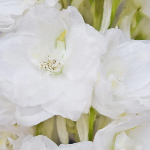 White Pacific Hybrid - Image 2