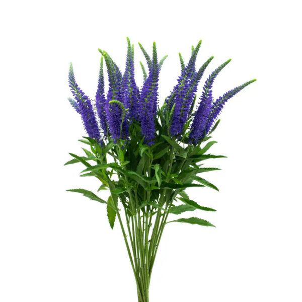 Blue Veronicas