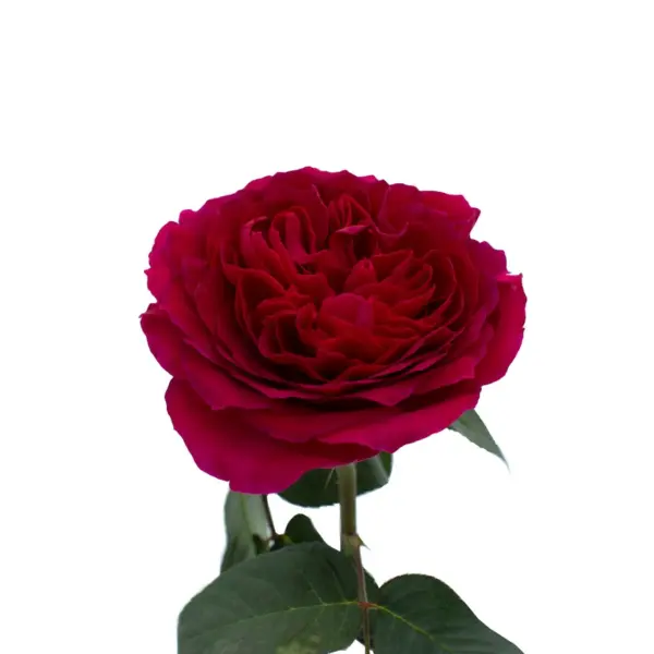 Darcey Rubine Red David Austin - Image 2