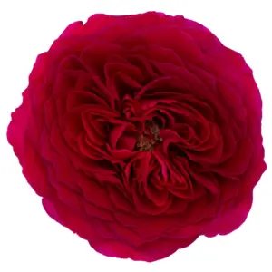 Darcey Rubine Red David Austin